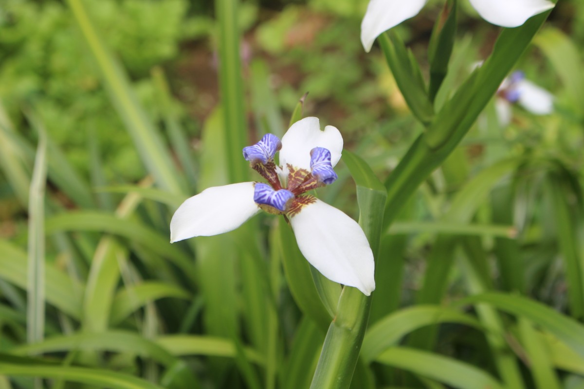 Trimezia gracilis (Herb.) Christenh. & Byng